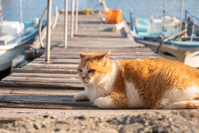 島の猫