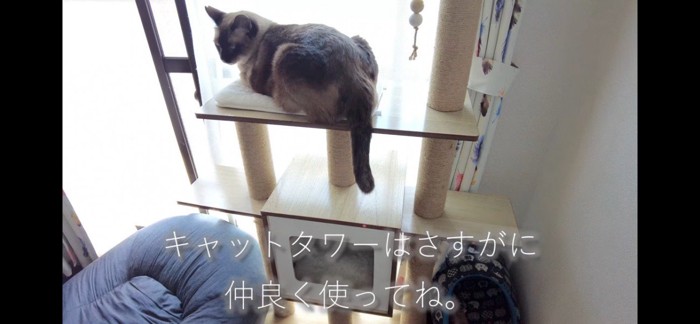 キャットタワーの上に乗る猫