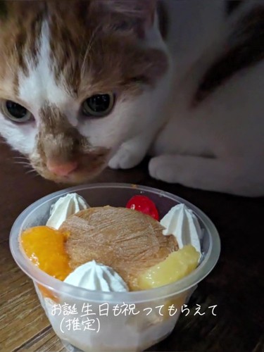 ケーキに近づく猫