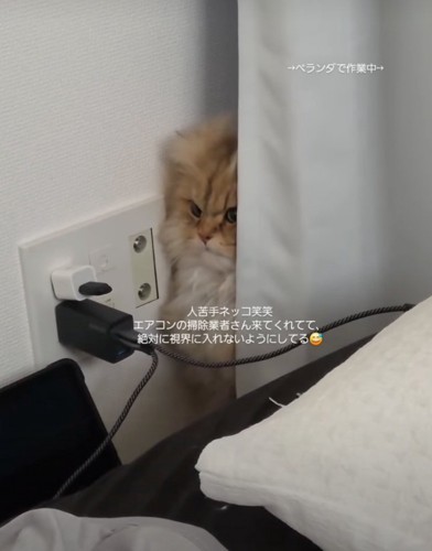険しい顔の猫
