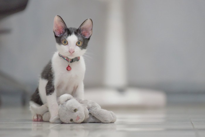 ぬいぐるみと鈴をつけた子猫