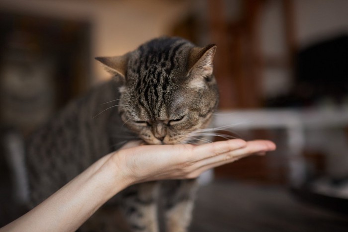 人の手からおやつを食べる猫