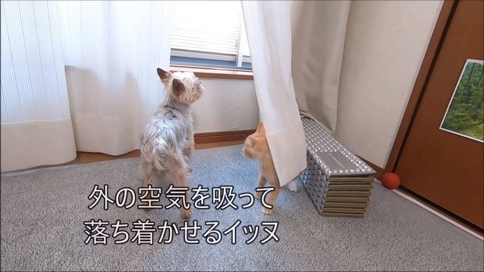 休憩中の犬