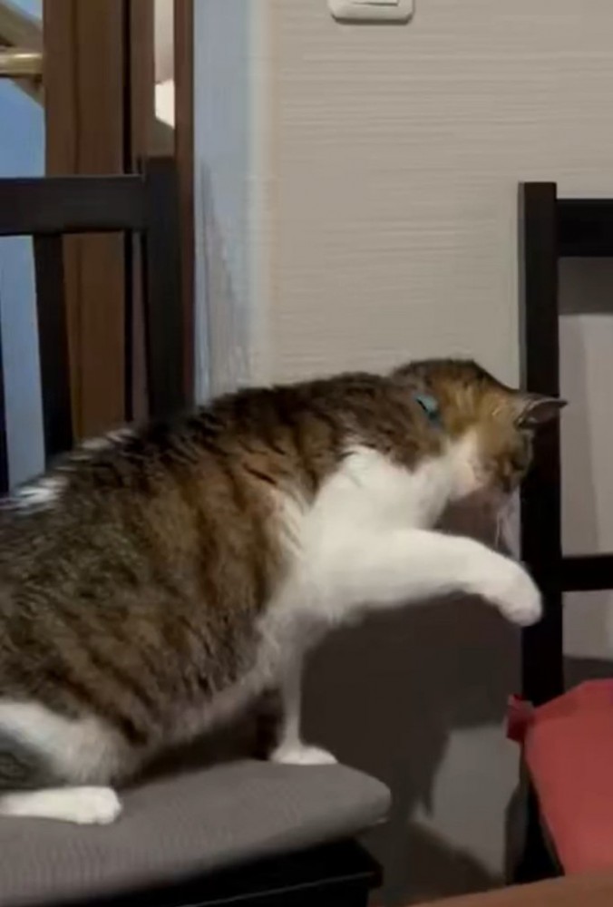 手を出す猫