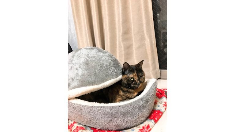 猫ベッドにいる猫