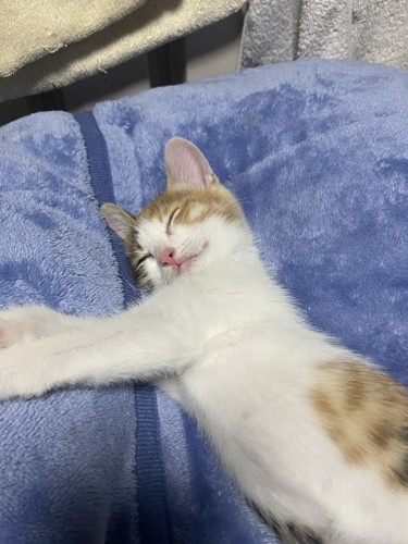 毛布の上で寝る子猫