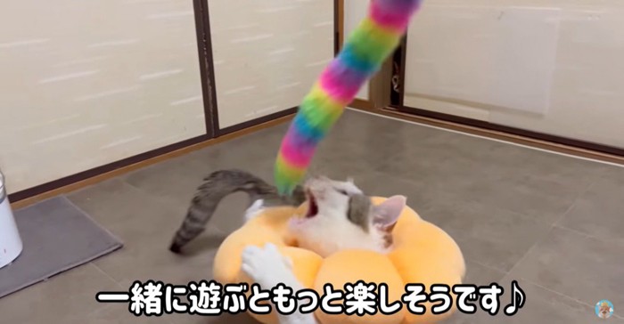 遊ぶ猫と様子見する子猫