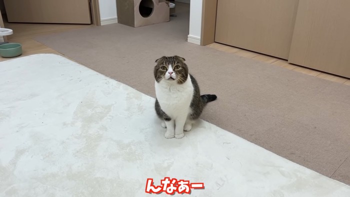 座って鳴く猫