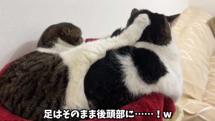 後ろ足を頭に乗せられた猫