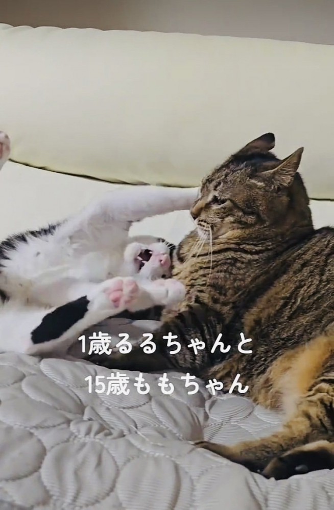 キジトラ猫にじゃれつくハチワレ猫