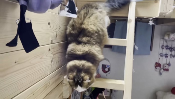 はしごをおりる猫