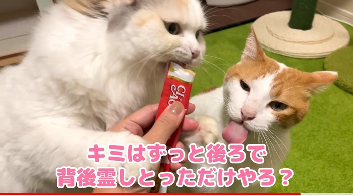 ちゅーるを食べる猫