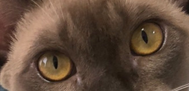 黄色い猫の瞳