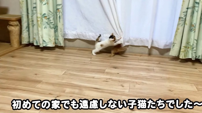 カーテンでイタズラをする子猫