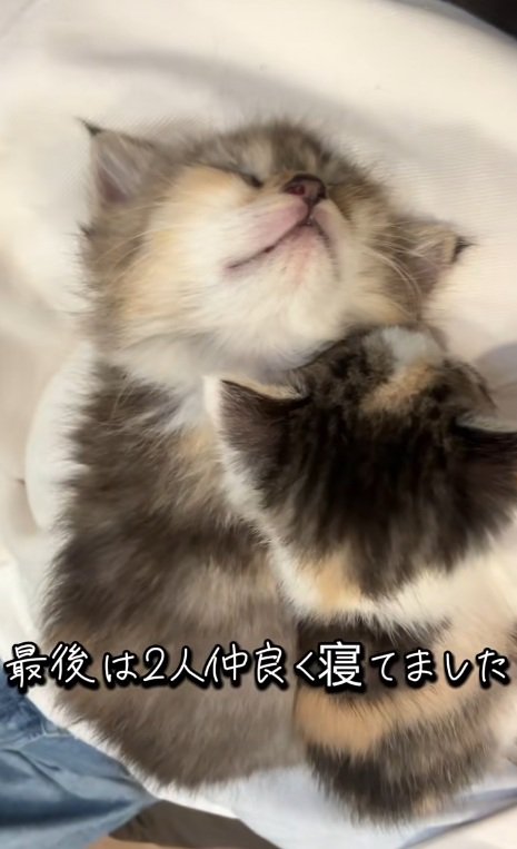 長毛の子猫と一緒に寝る三毛猫の子猫