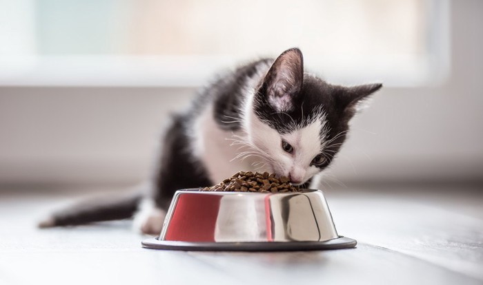 餌を食べる白黒の猫