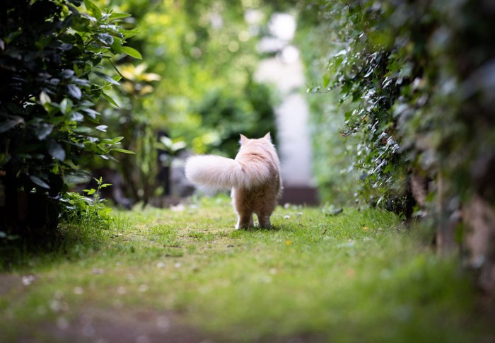 長毛猫のふわふわしっぽ