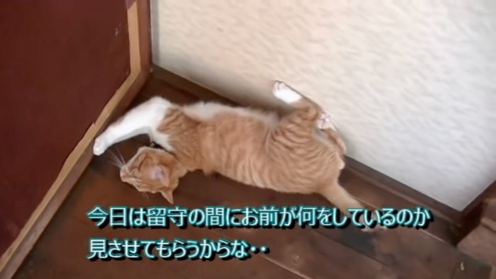 転がる猫