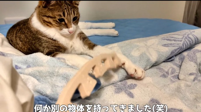 ベッドの上の猫