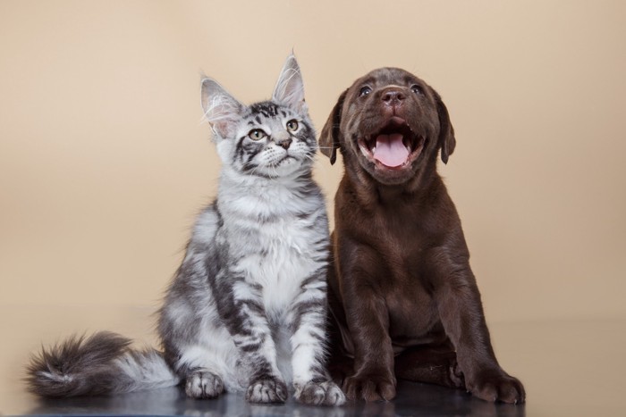 猫と子犬