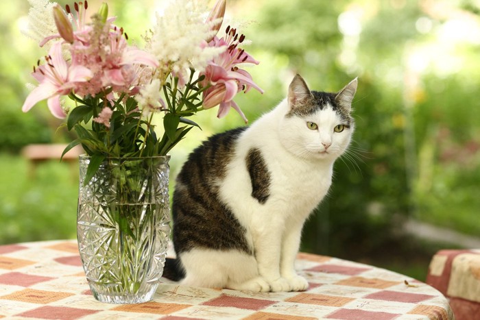 ユリの花と猫