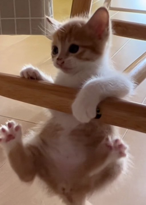 落ちそうな猫