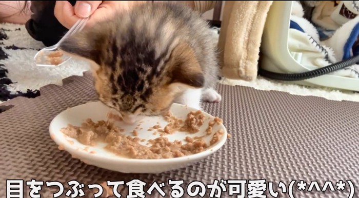 ご飯を食べる猫