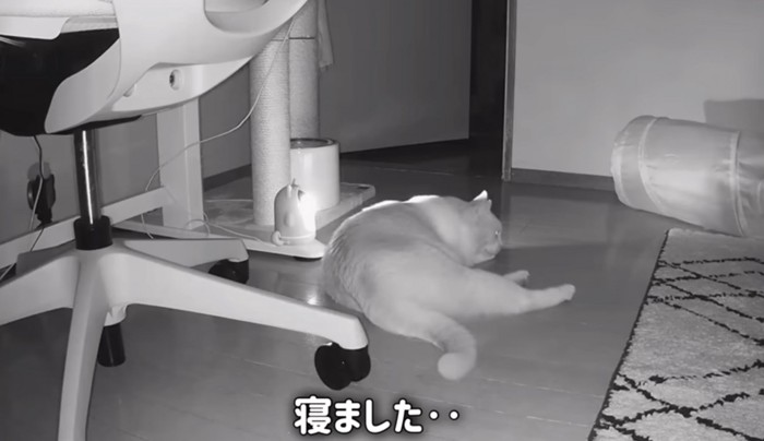 床に寝そべってしまう猫