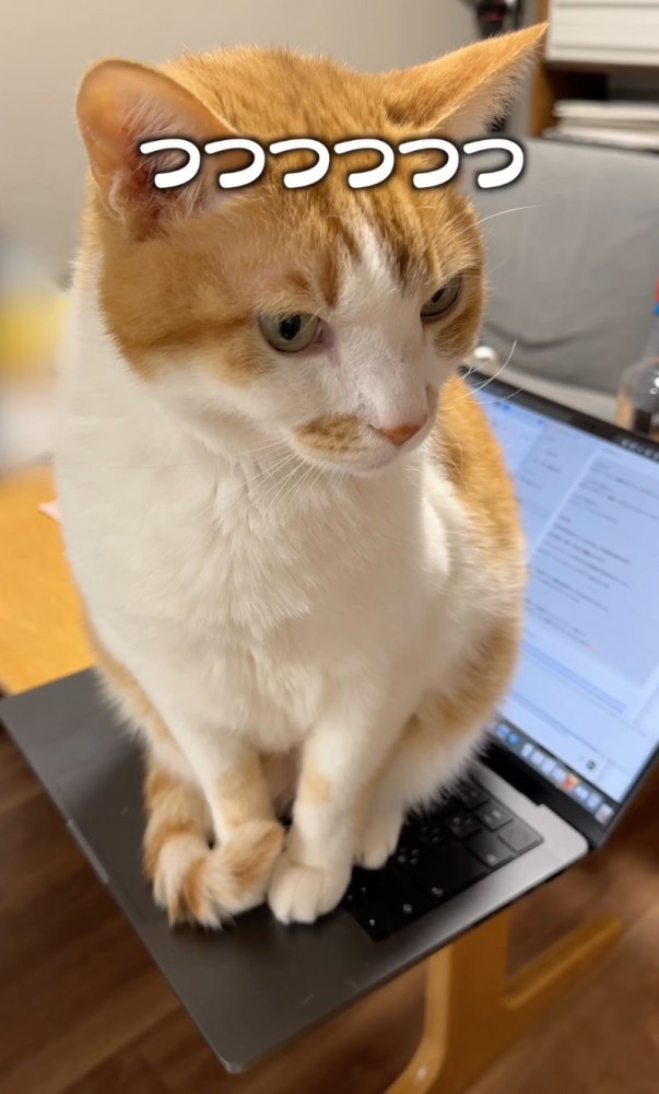 パソコンの上に座る猫