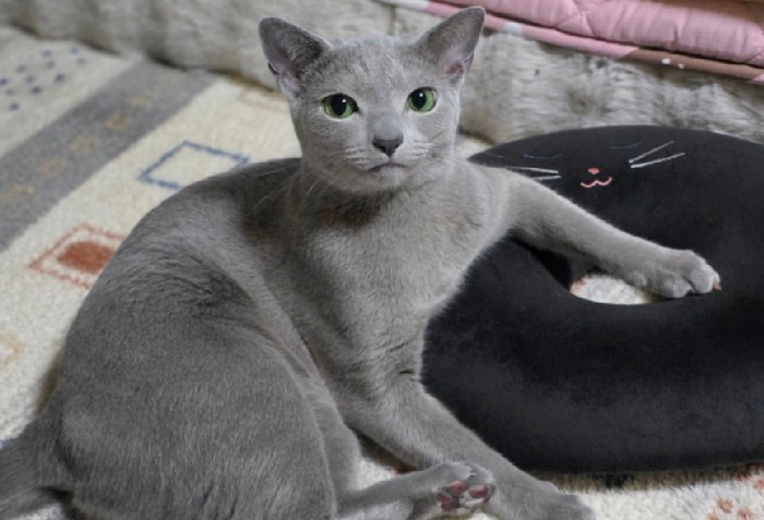 独特なポーズの猫