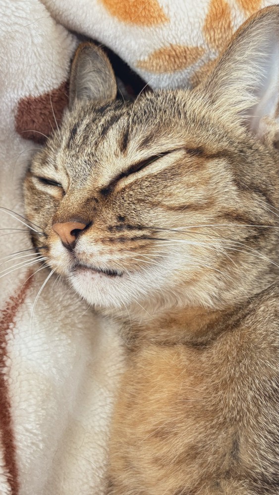 熟睡する猫