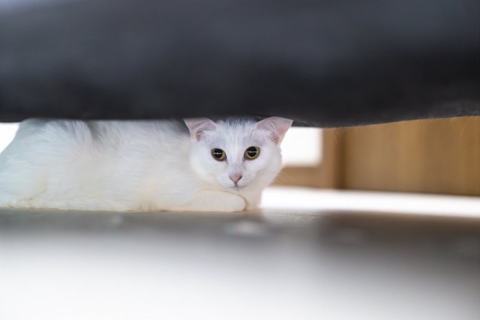ソファ下に隠れる猫