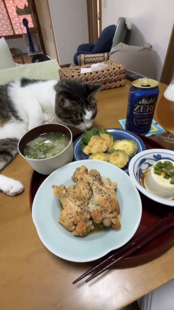 食卓で寝転がる猫