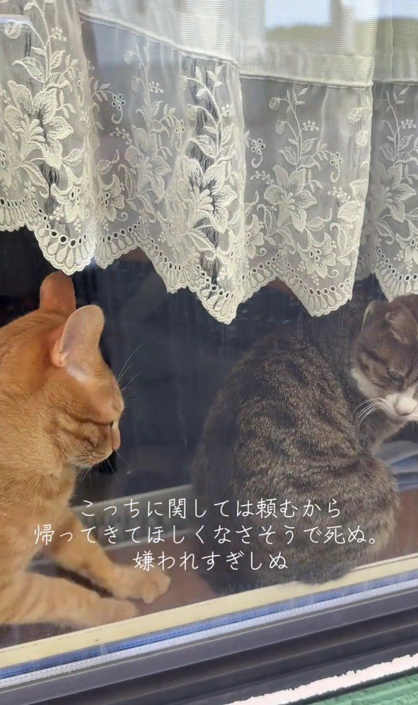 窓の向こうの2匹の猫