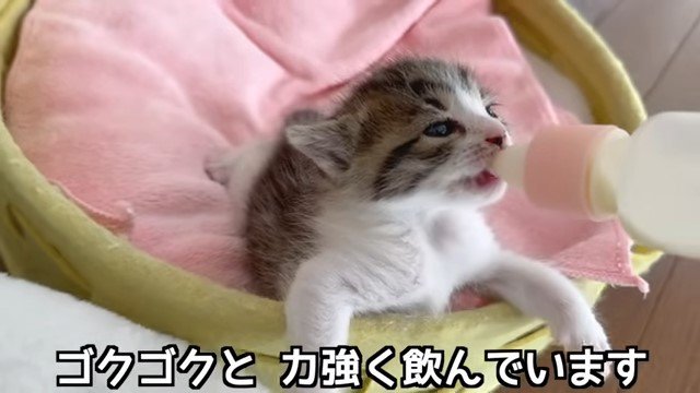 カゴの中でミルクを飲む子猫