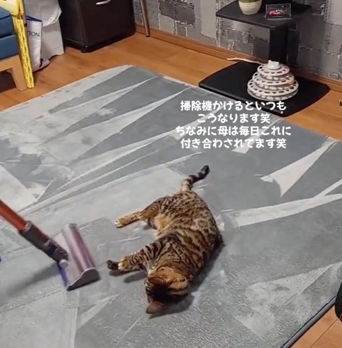 掃除機を視線と前足で追いかける