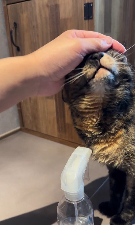 なでられる猫