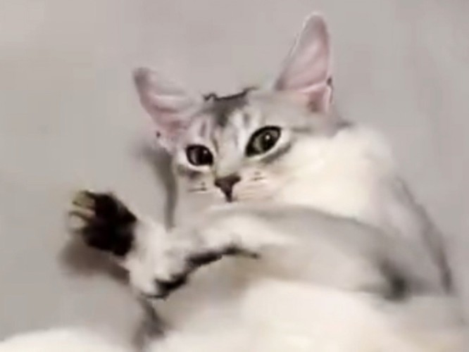 飼い主を見つめる猫の顔のアップ