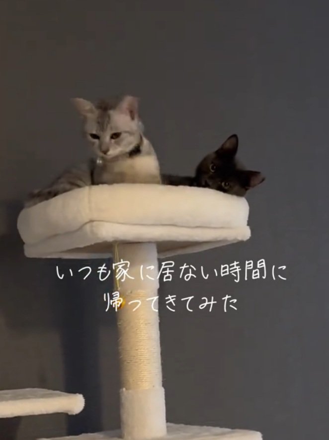 動き出す猫とくつろぐ猫