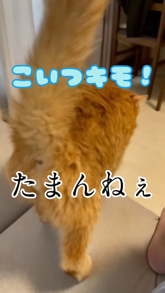 逃げる猫