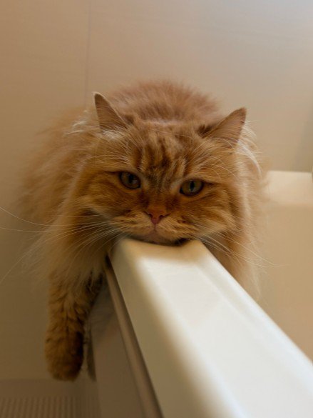 正面から見た猫