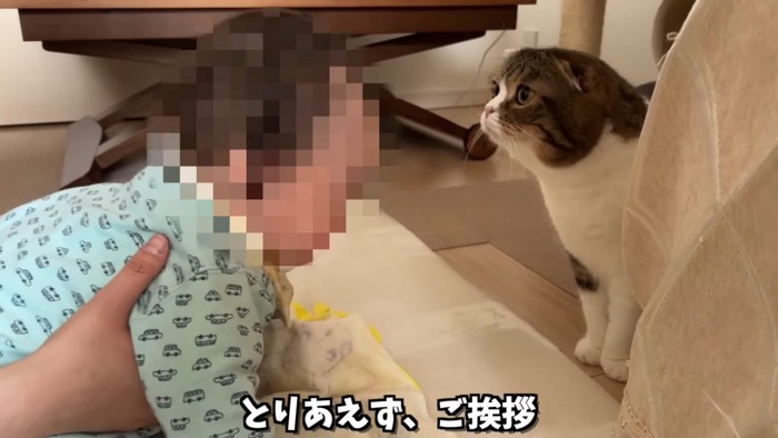 赤ちゃんと向かい合う猫