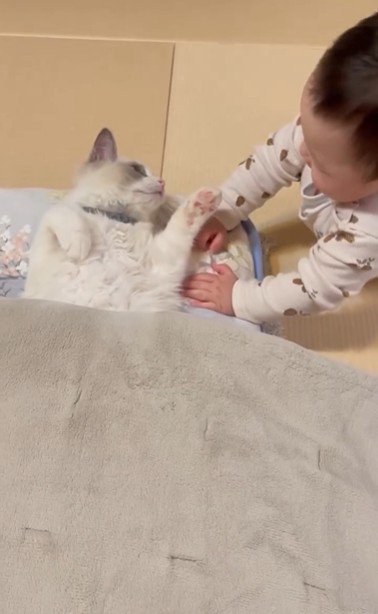 寝そべっている猫と赤ちゃん