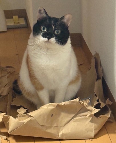破れた紙袋の上にいる猫（体全体のアップ）