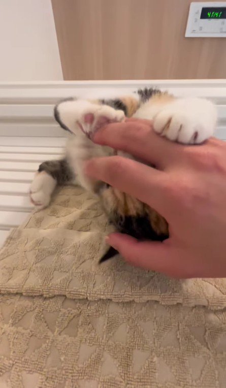 甘えている子猫