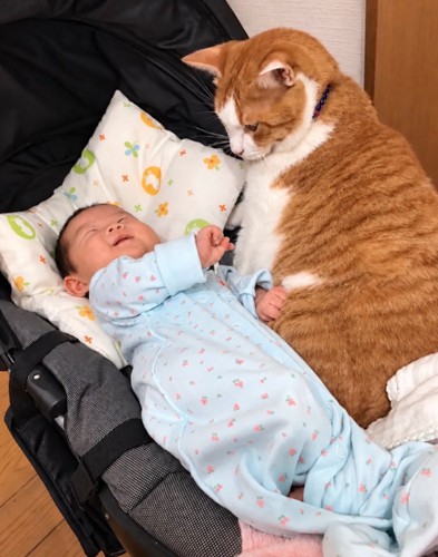 赤ちゃんの隣にいる猫