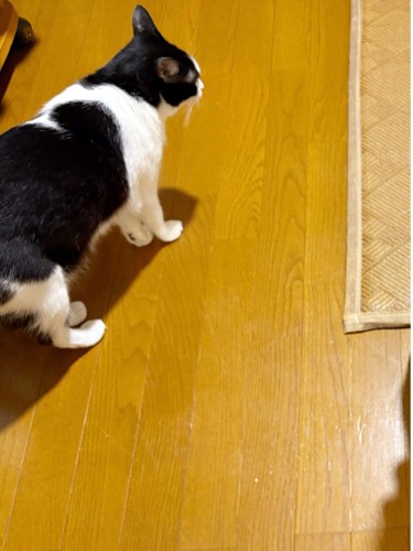 上から撮影した1匹のハチワレ猫