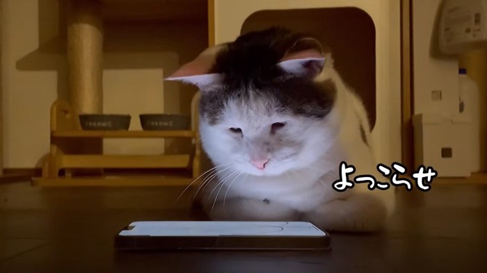 スマホを見つめる猫