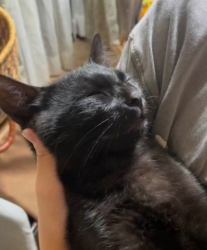 仰向けで眠っている黒猫の顔