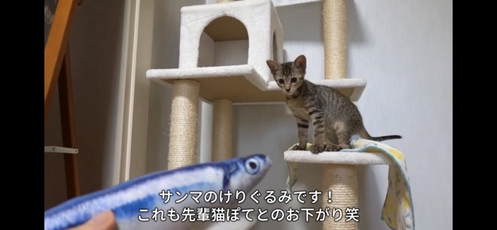 さんまのぬいぐるみを見つめる子猫